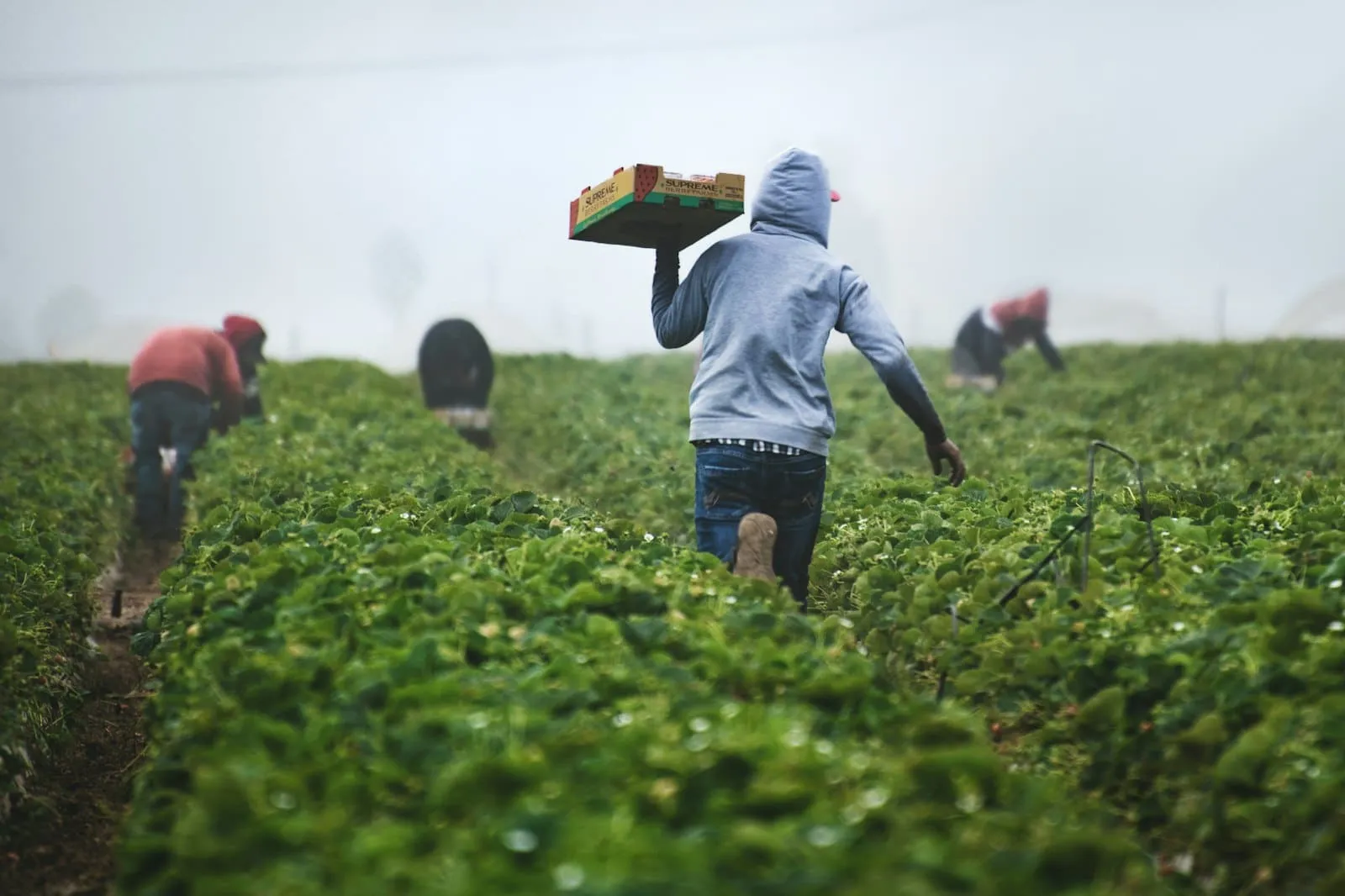 Pickers carrying crates across a green field