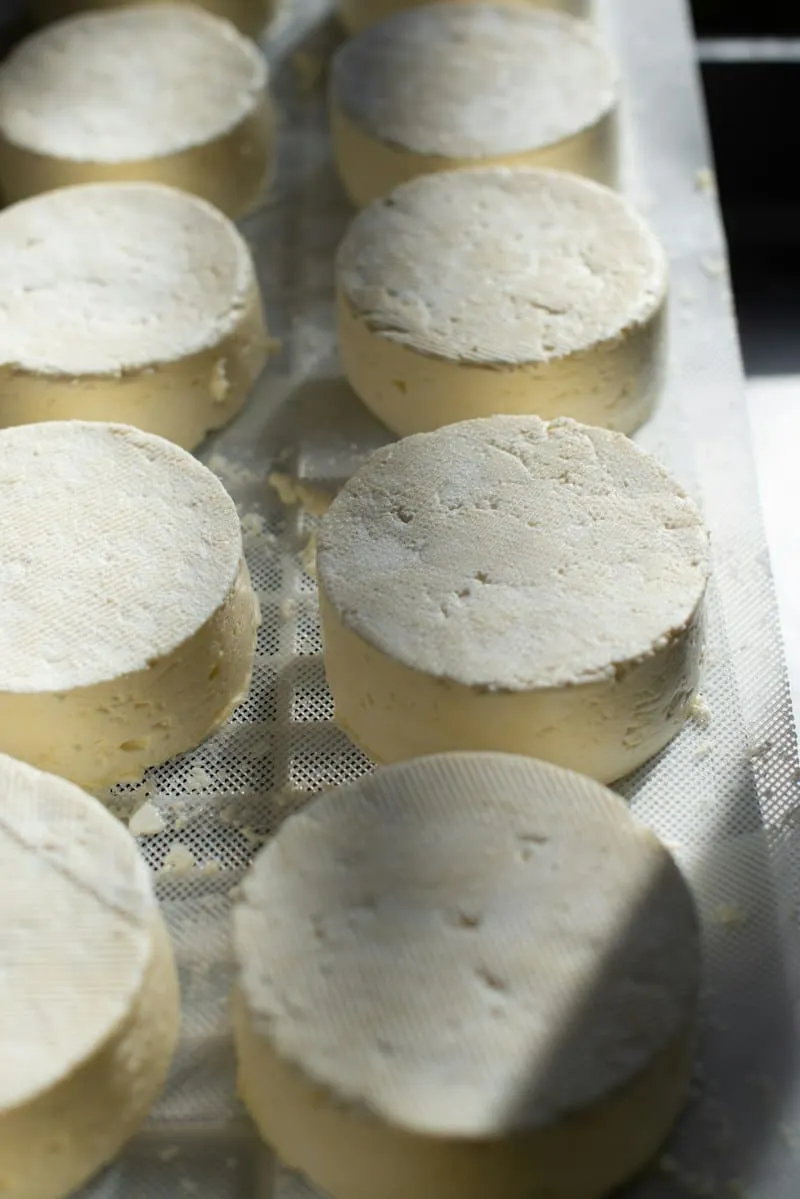 Rounds of fresh cheese on a tray
